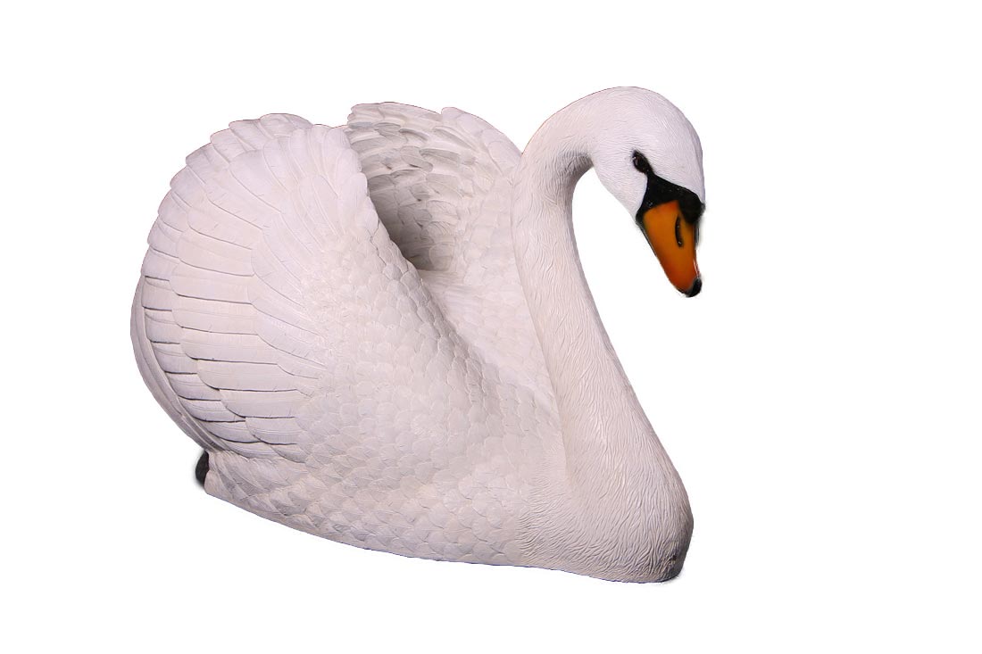 Swan