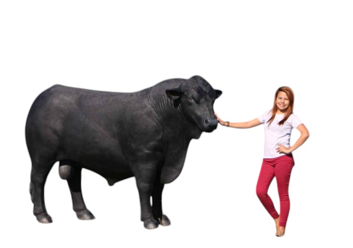Black Angus Bull