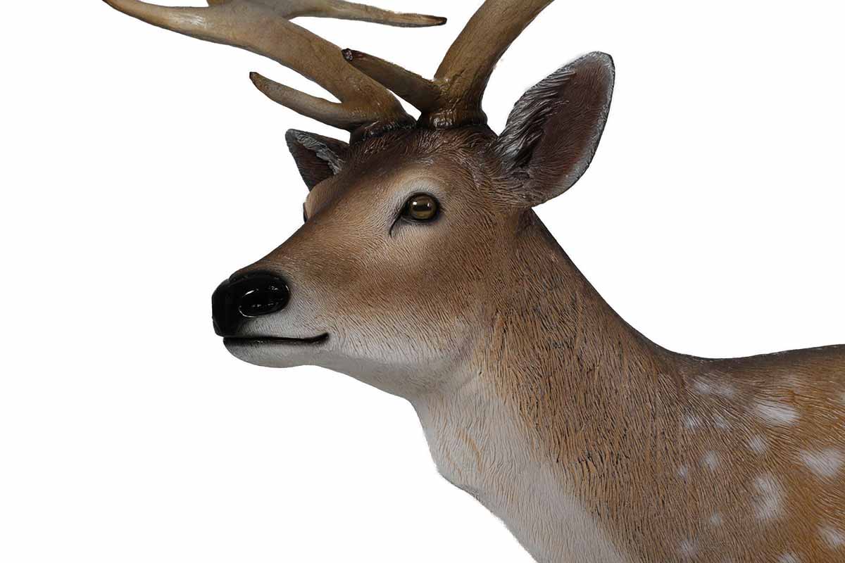 Fallow Deer Buck - Hamac Trading