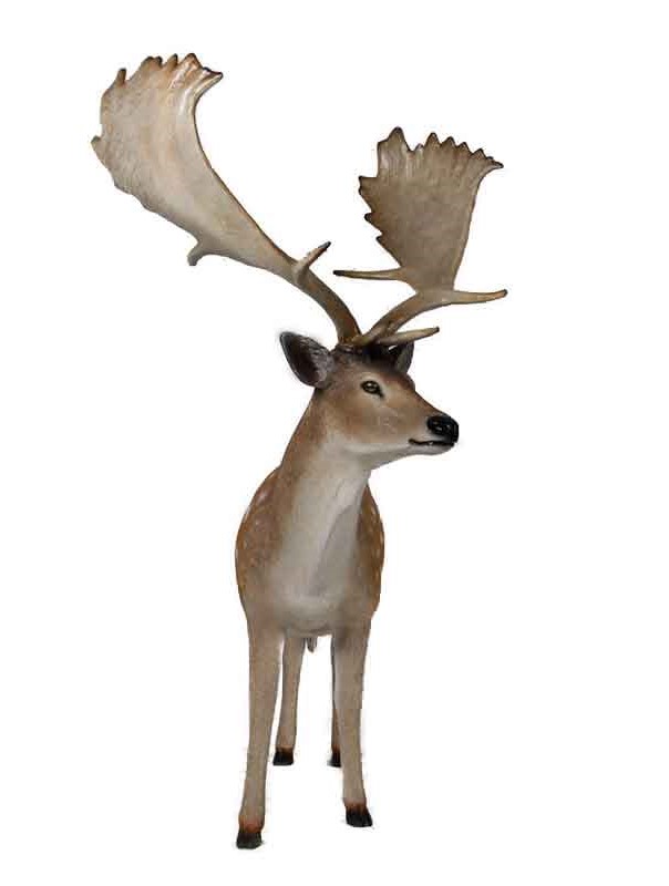 Fallow Deer Buck - Hamac Trading