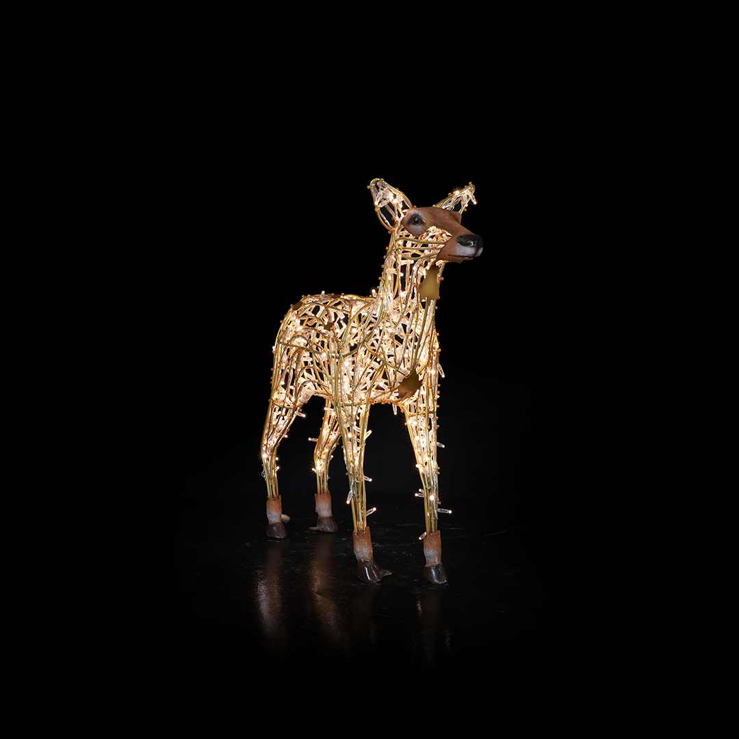 Deer Fawn standing