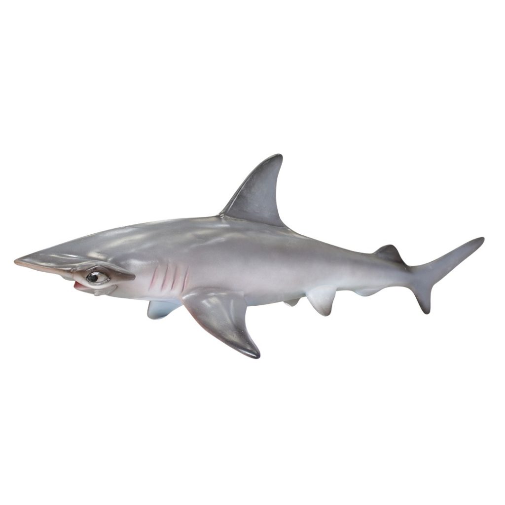 Hammerhead Shark - Hamac Trading