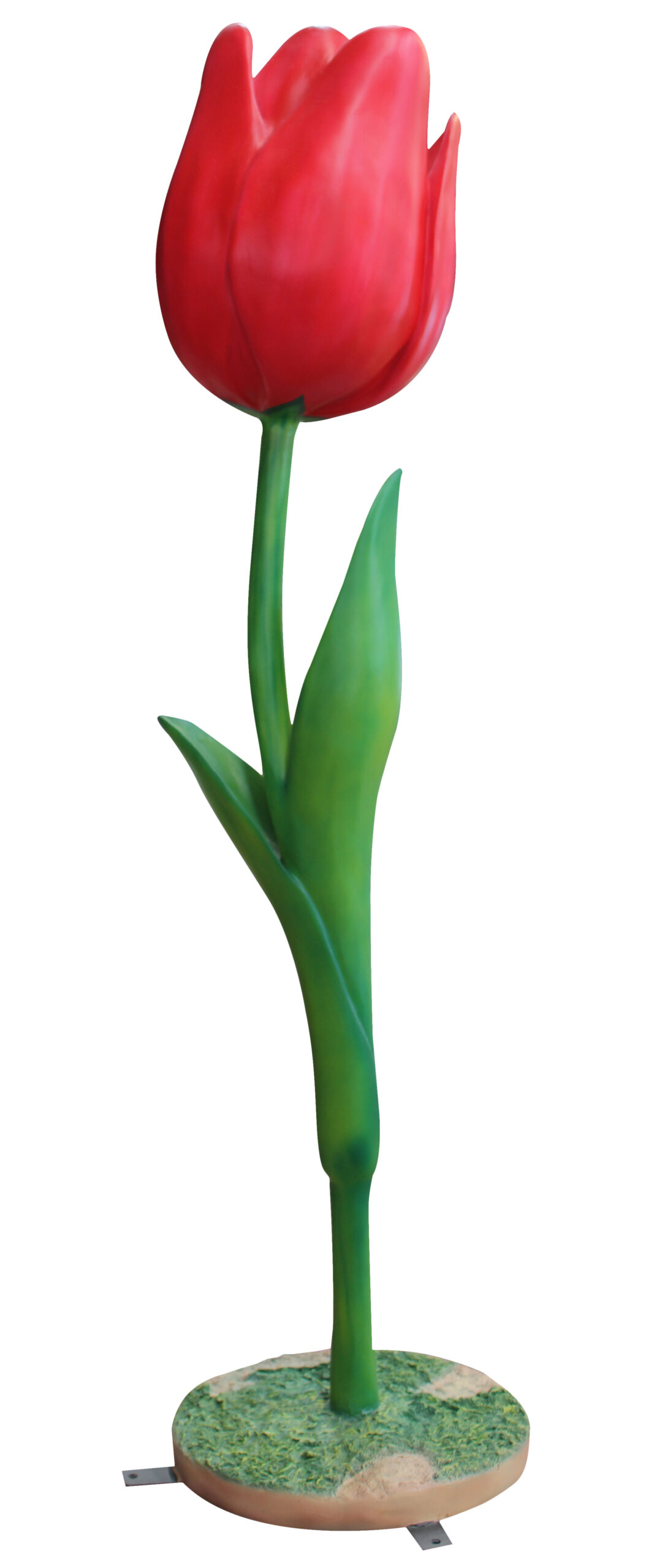 Tulip Flower