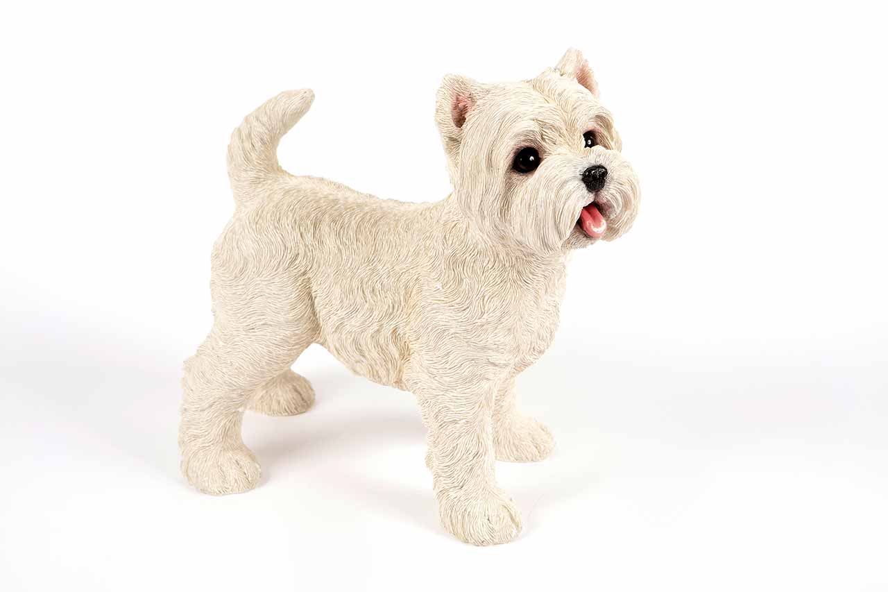 Standing West Highland Terrier