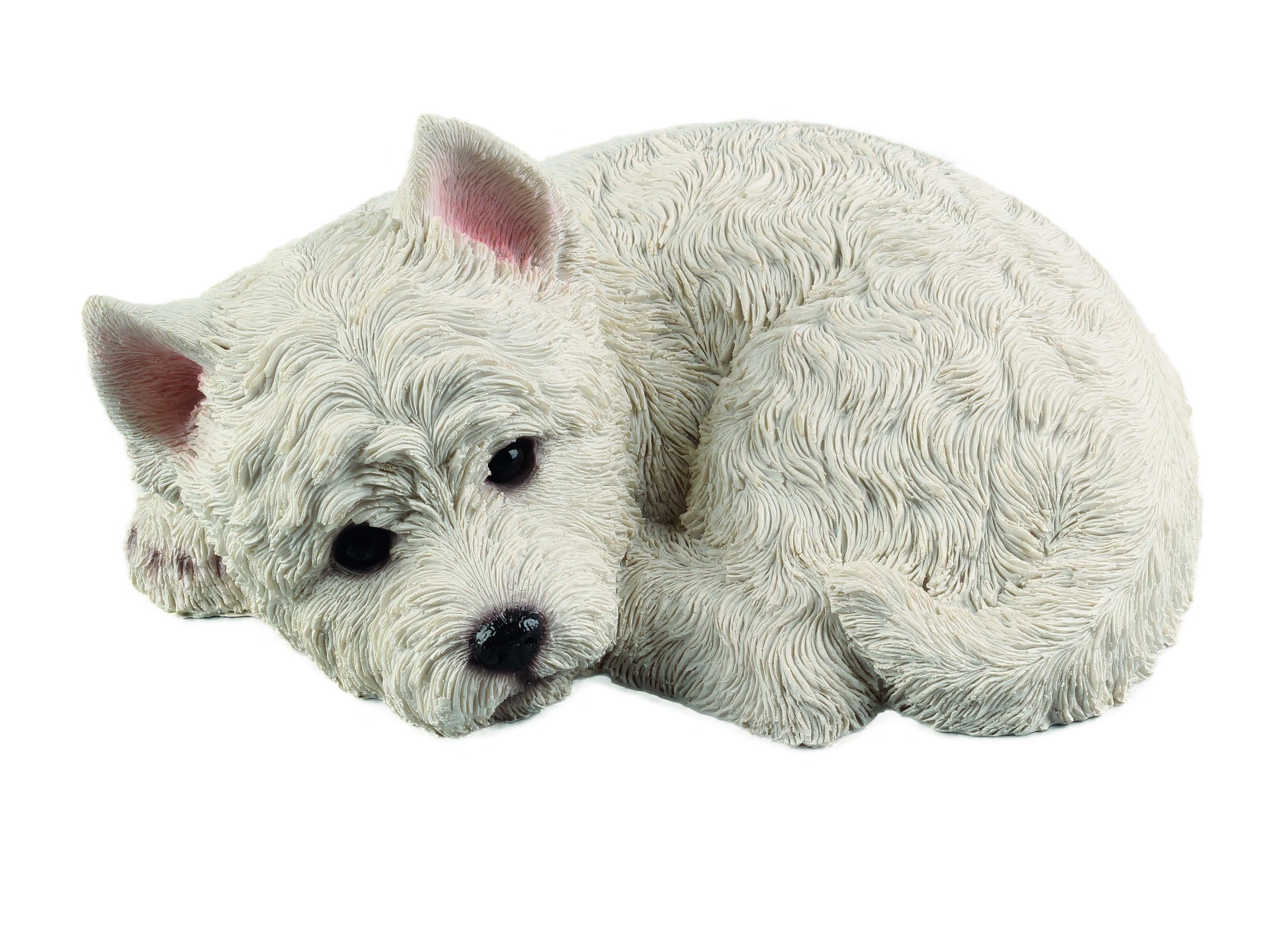 Laying Westie