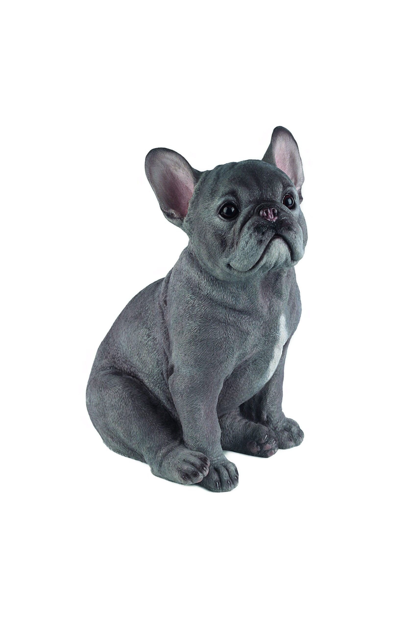 Sitting French Bull Dog