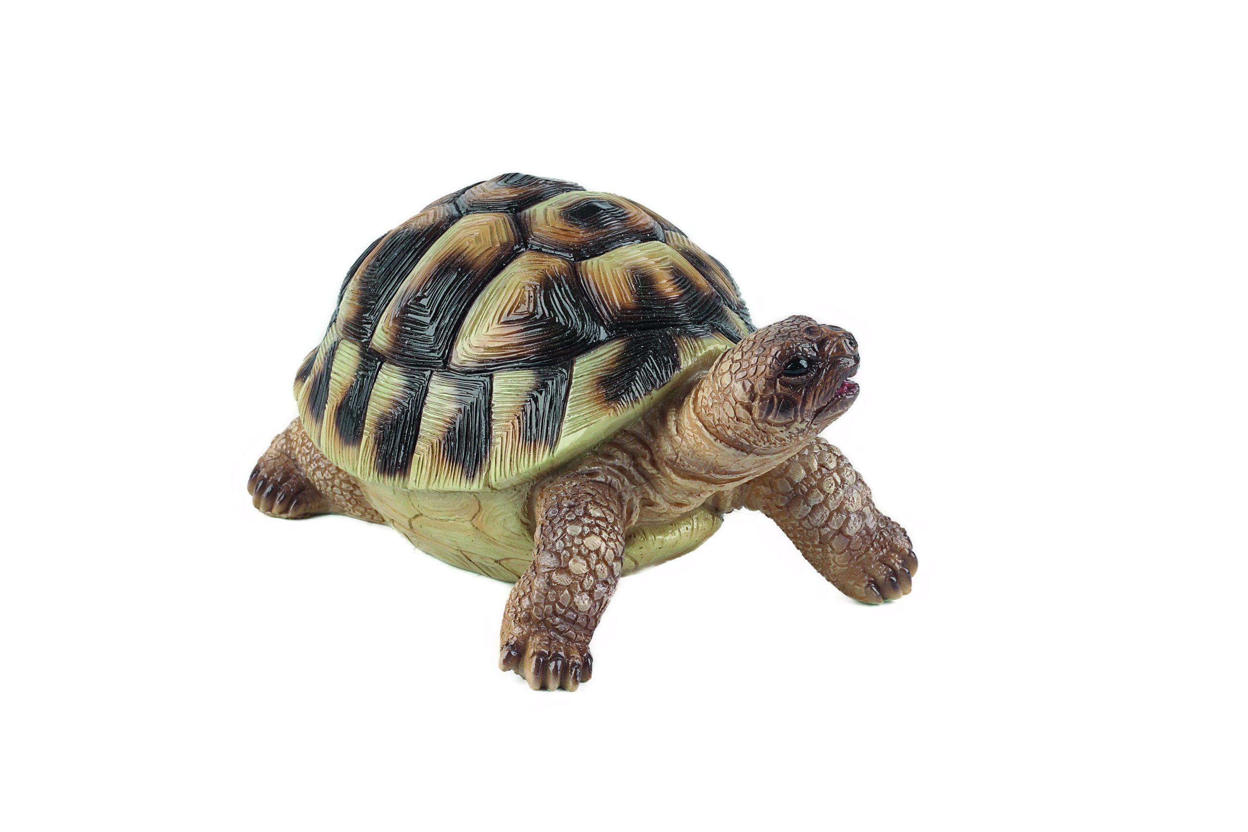 Baby Galapagos Tortoise