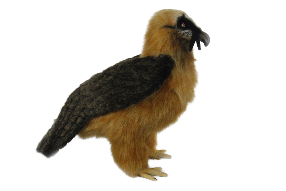 Bearded Vulture 47cmL