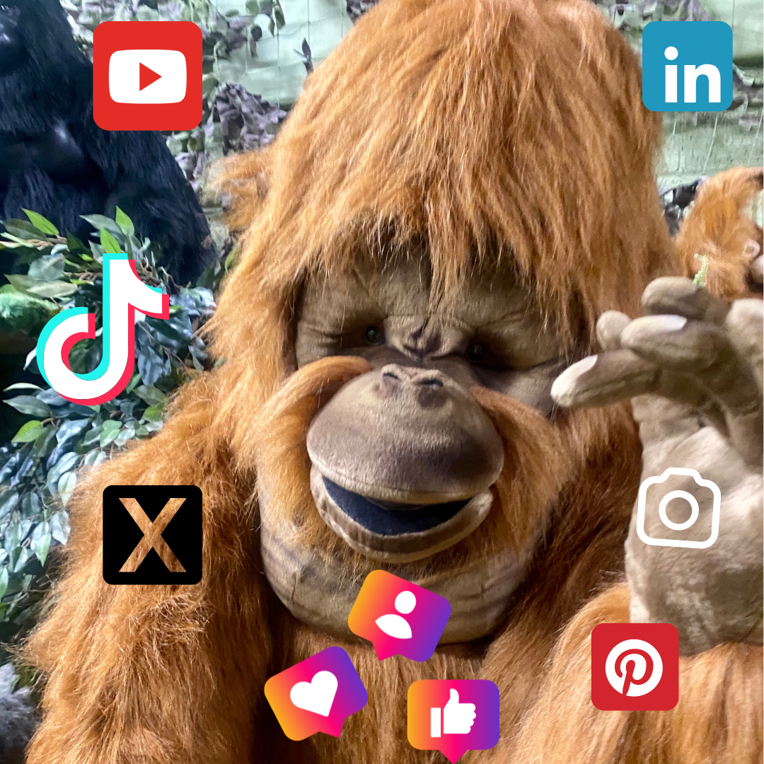 Social Media at Hamac