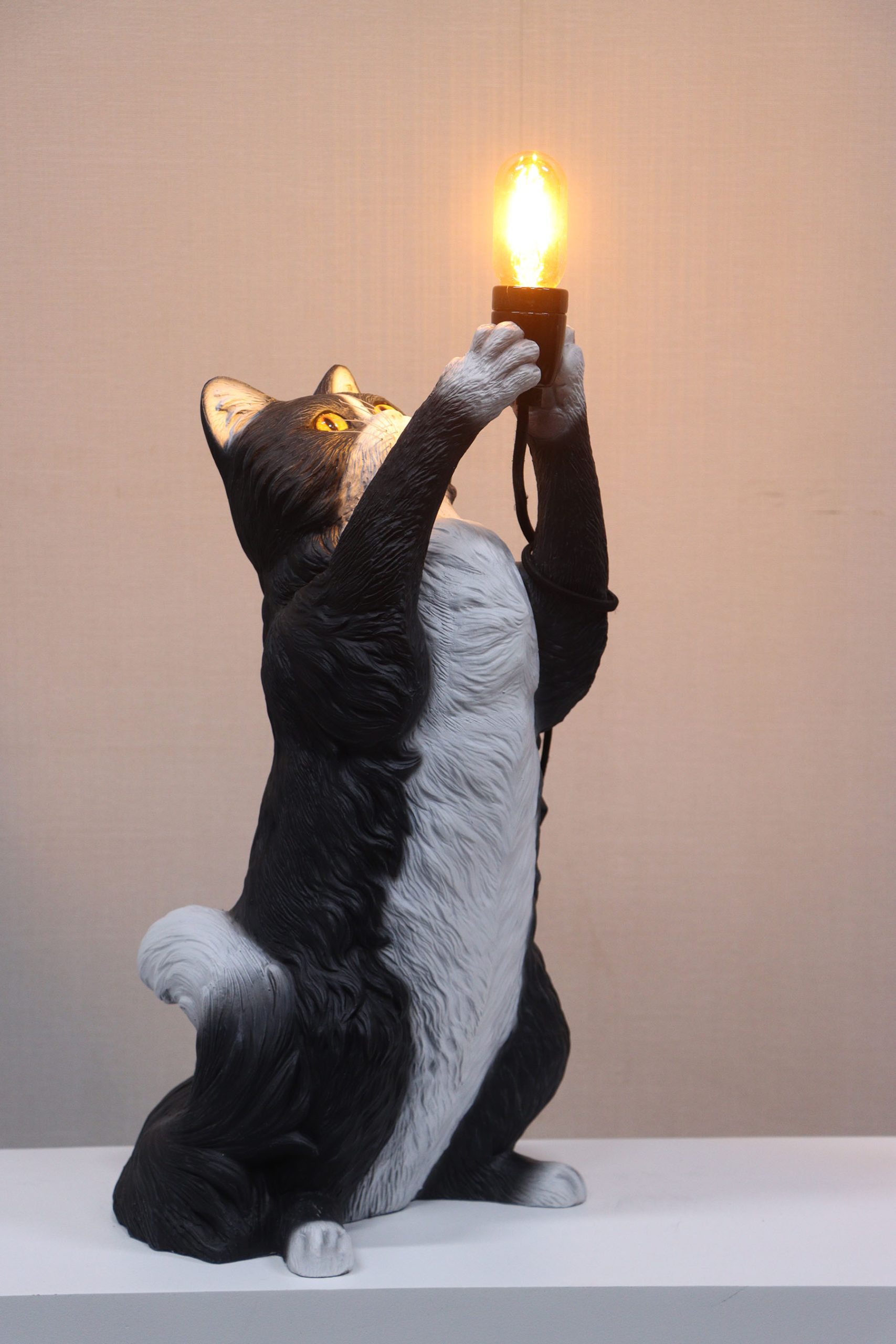 Cat  Lumiere