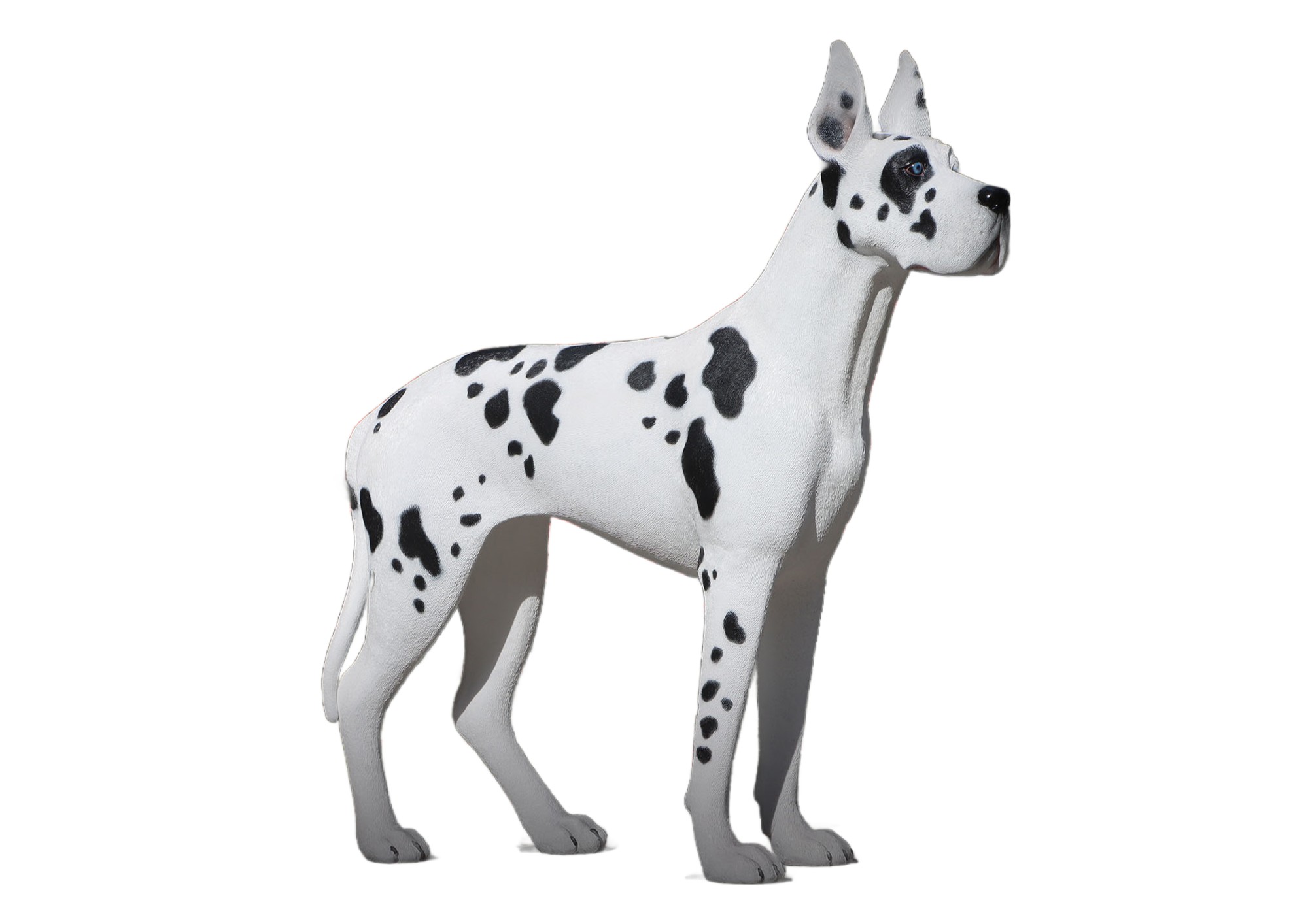 Great Dane Standing