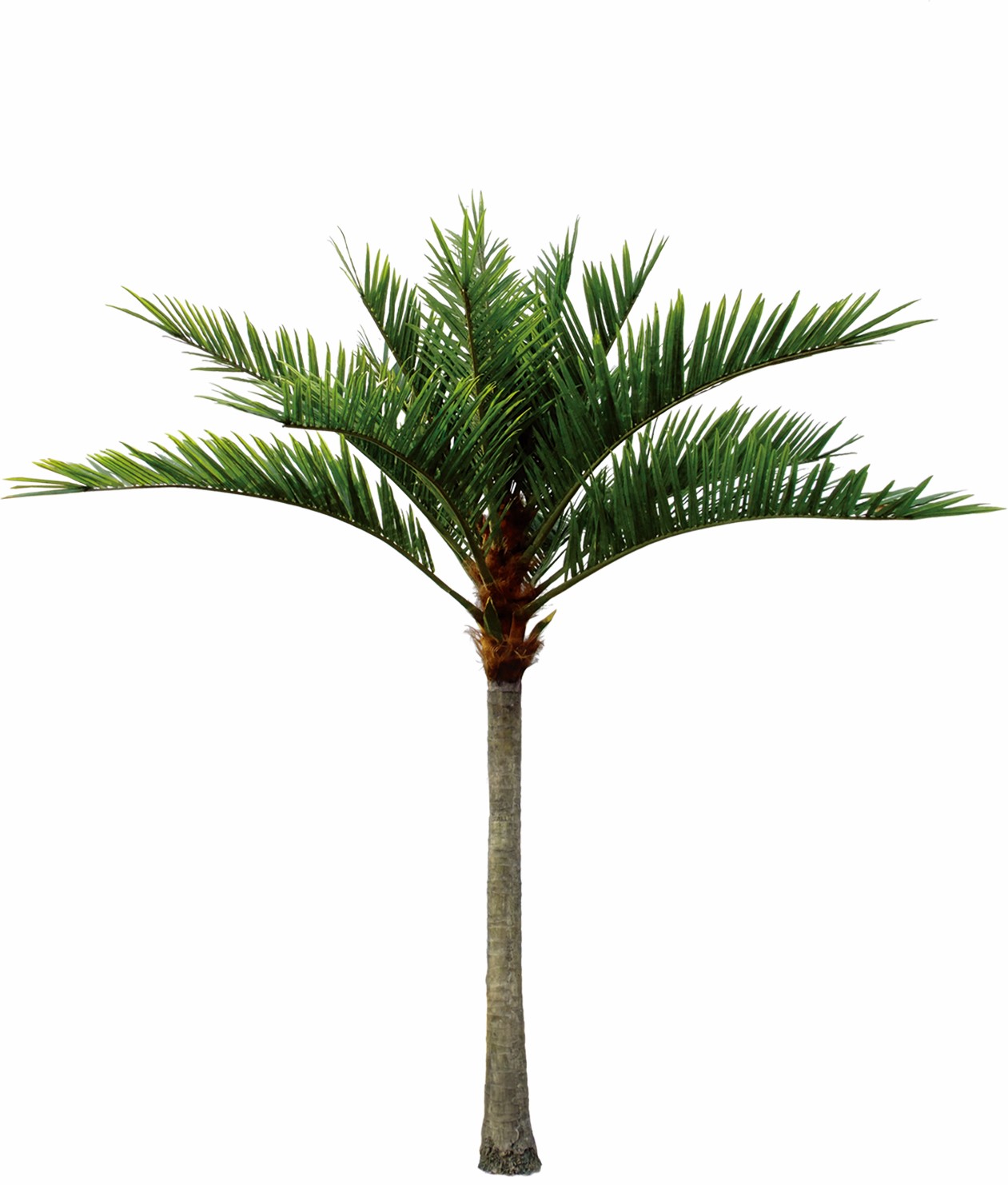 Coconut Tree 3m