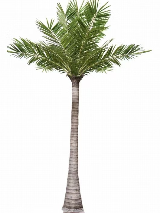 Coconut Tree 5m