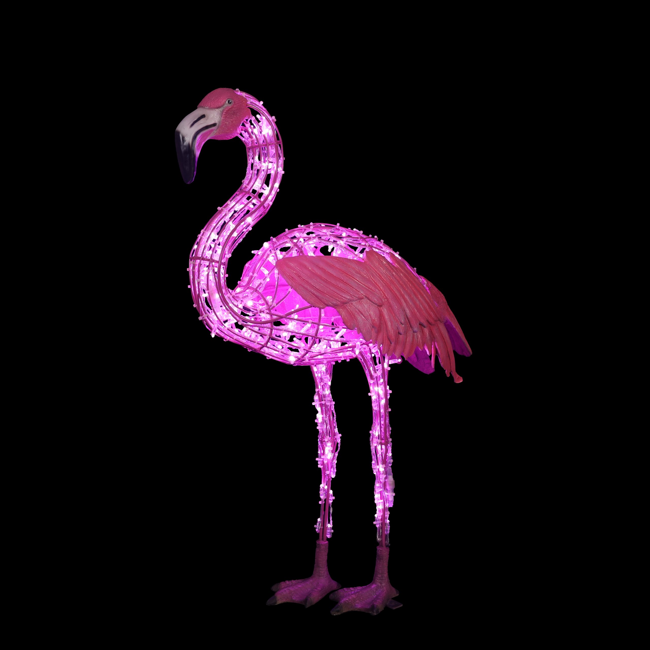 Flamingo Standing
