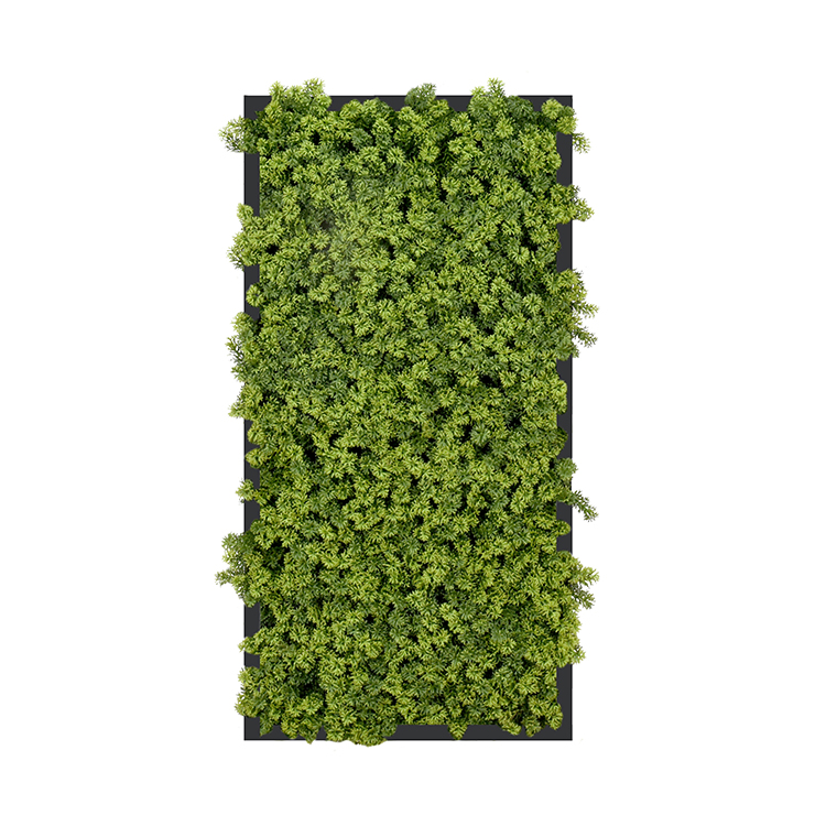 Houttuynia Cordata Panel 50 x 100 cm