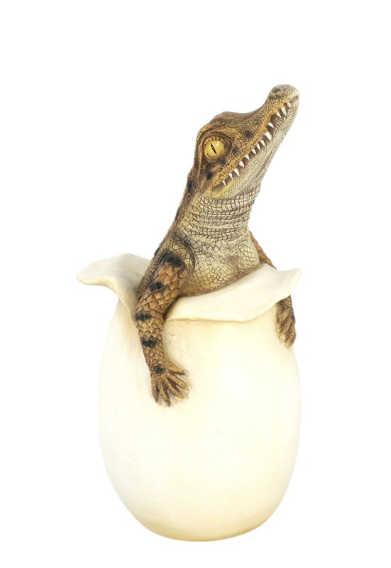 Hatching Crocodile