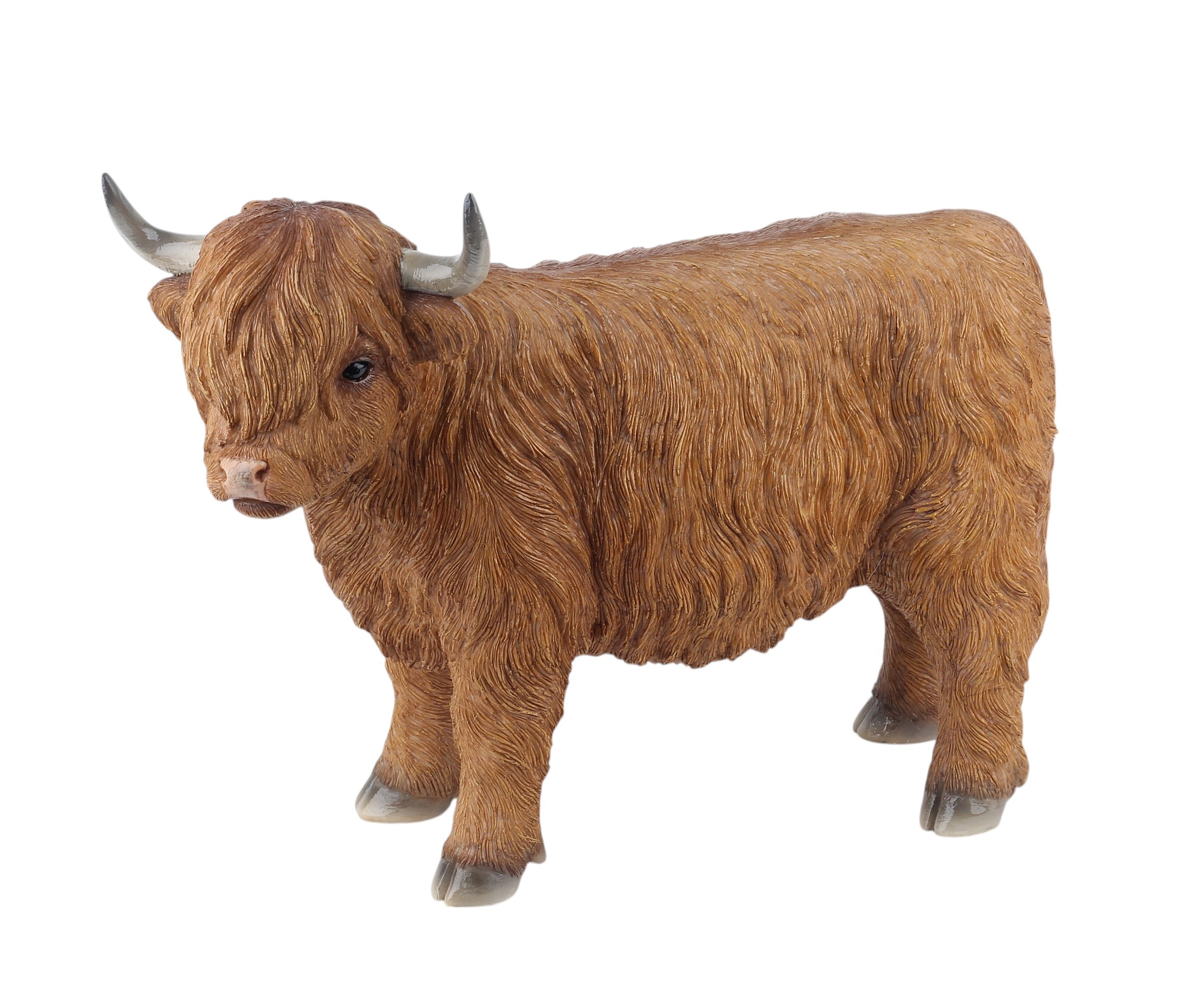 Standing Highland Cow