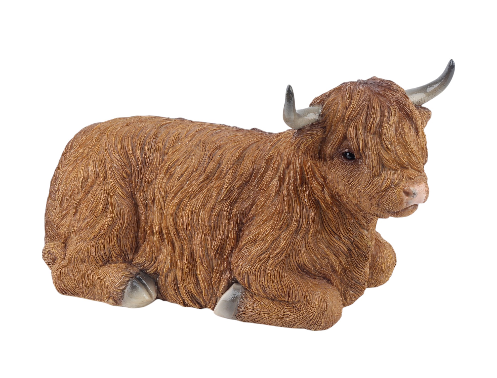 laying Highland Cow